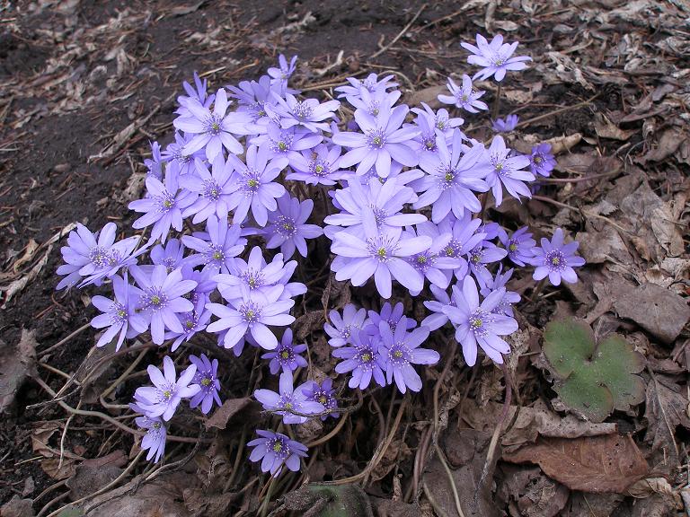 Hepatica-transsilvanica-Liverwort.jpg