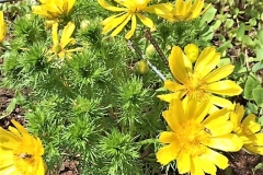 Adonis Vernalis -DMD