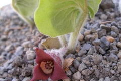 Asarum canadense (Wild Ginger)