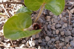 Asarum europaeum