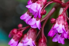 Bergenia - Bob Germain