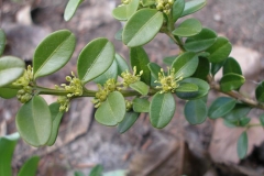 Buxus sempervirens (Boxwood)
