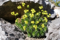 Draba aizoides
