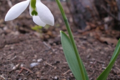 Galanthus elwesii (Snowdrop)