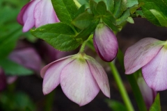 Hellbore - Bob Germain