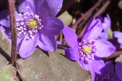 Hepatica close - DMD