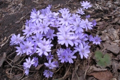 Hepatica transsilvanica (Liverwort)
