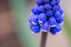 Muscari (Grape Hyacinth) - Bob Germain