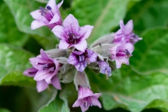 Physochlaina Orientalis - Bob Gemain