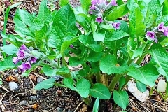 Physochlaina orientalis - DMD