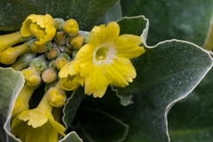 Primula - Bob Germain