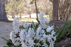 Puschkinia scilloides var. libanotica (Striped Squill)