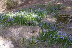 Scilla sibirica (Siberian Squill)