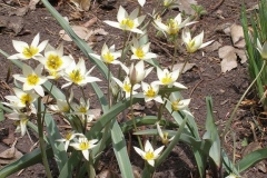 Tulipa turkestanica