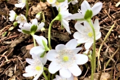 White Hepatica - DMD