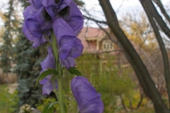 Aconitum carmichaelii 'Arendsii (Monkshood)