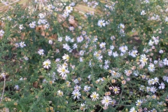 Aster ericoides 'Pink Cloud'