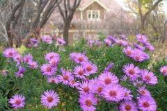 Aster novi-belgii 'Professor Kippenberg