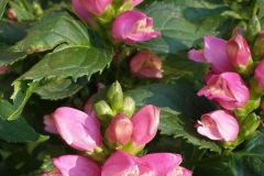 Chelone glabra (Shellflower, Tortuga)