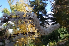 Cimicifuga racemosa (Atropurpurea Black-Snakeroot)