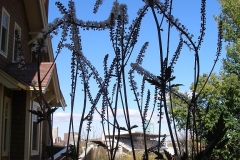 Cimicifuga racemosa (Atropurpurea Snakeroot)