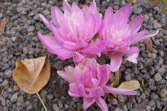 Colchicum 'Waterlily' (Autumn Crocus)