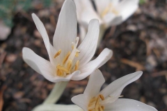 Colchicum autumnale 'Album' (Autumn Crocus)