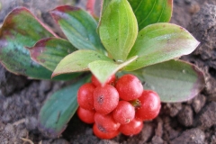 Cornus canadensis fruit (Bunchberry)
