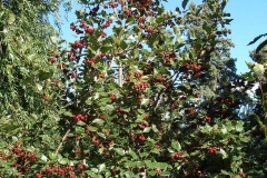 Crataegus laevigata (Hawthorn)