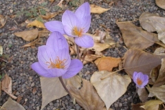 Crocus speciosus