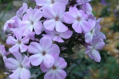 Phlox paniculata 'Amethyst' (Garden Phlox)