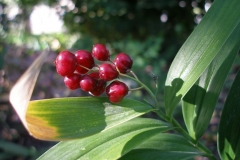 Smilacina stellata (Star-flowered Solomon's Seal)