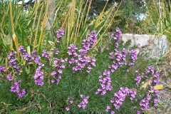 Teucrium chamaedrys 'Summer Sunshine' (Germander)