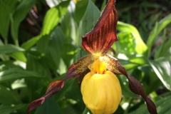 Yellow Ladyslippers