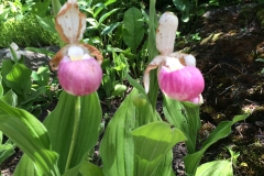 Pink Ladyslippers -DMD
