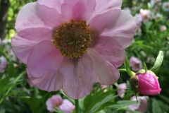 Sea of Peonies - DMD