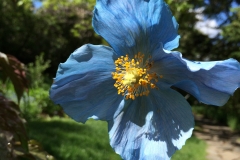 Himalayan Blue Poppy - DMD