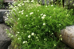 Along the Steps - DMD