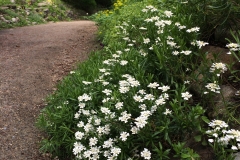 Driveway Border - DMD
