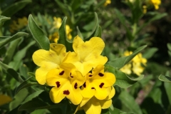 At The High Rockery - DMD