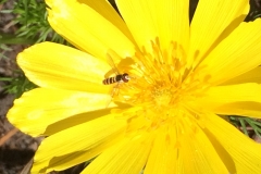 Adonis Sunbathing - DMD