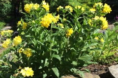 Arnebia-echioides-2-e1485126235225