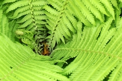 Fern Detail