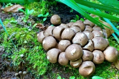 Fungi - DMD