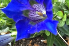 Electric Blue Gentian - DMD