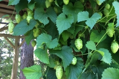 Hops on the Pergola - DMD