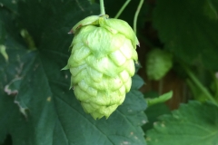 Hops -DMD