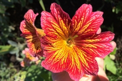 Painted Tongue - DMD