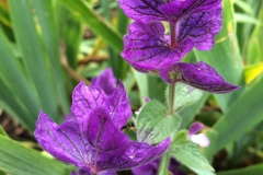 In Nana's Garden - DMD