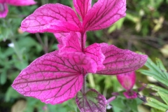 Also in Nana's Garden - DMD